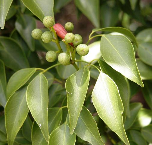 Тоник Чайное дерево, Vivasan, Швейцария