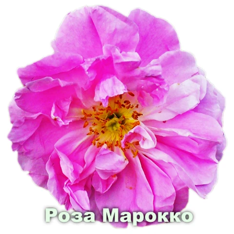 Эфирное масло Розы Марокко Vivasan, Швейцария