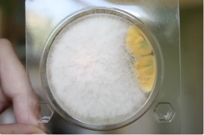 Petritest (podlojka) na opredelenie drojjey i gribov