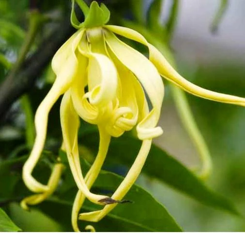 Эфирное масло Иланг-иланга коморского Vivasan, Швейцария