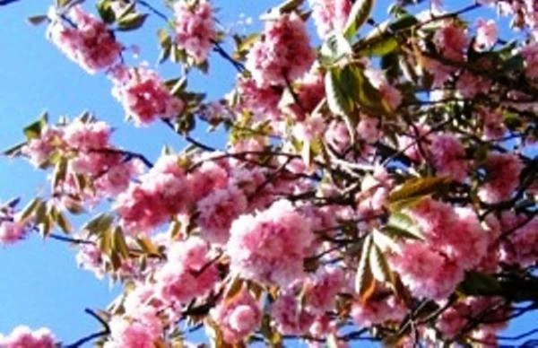 Эфирное масло Розового дерева Vivasan, Швейцария