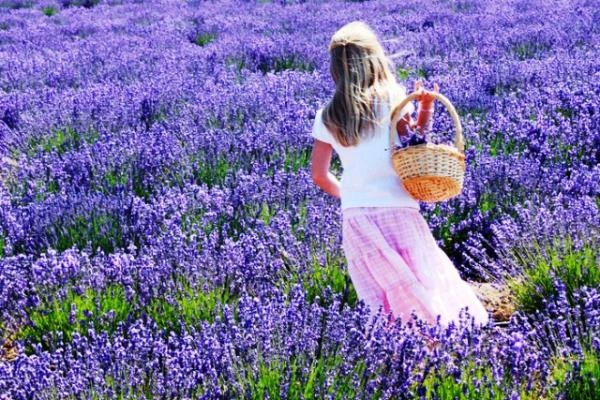 Эфирное масло Лаванды французской Vivasan, Швейцария