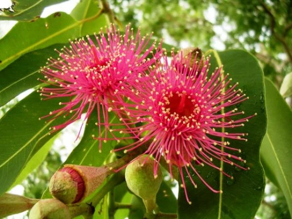 Эфирное масло Эвкалипта Vivasan, Швейцария