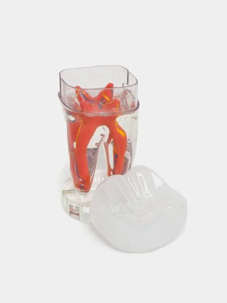 Муляж Artificial tooth with transparent wax model