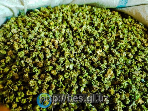 Trava yakorseva - TRIBULUS TERRESTRIS