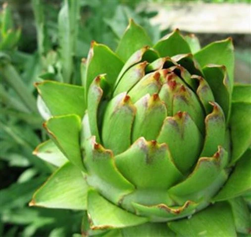 Напиток Артишок горький, Vivasan, Швейцария