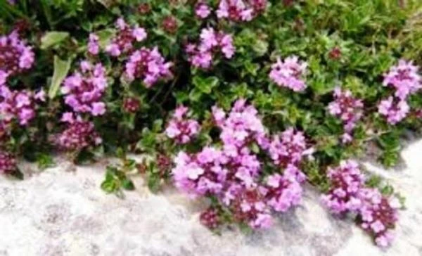 Аппарат Lim pomp для губ