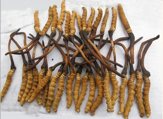 Кордицепс Сordyceps sinensis природный тоник для всех