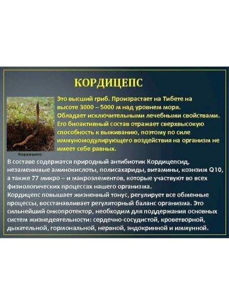 Препарат Король Кордицепс