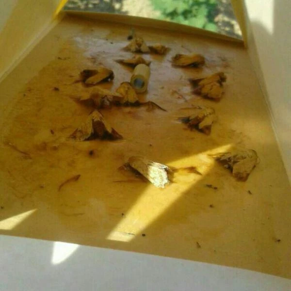 Феромон туткичлар