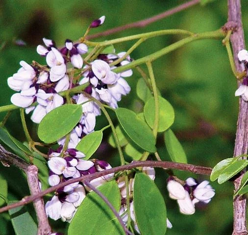 Эфирное масло Розового дерева Vivasan, Швейцария