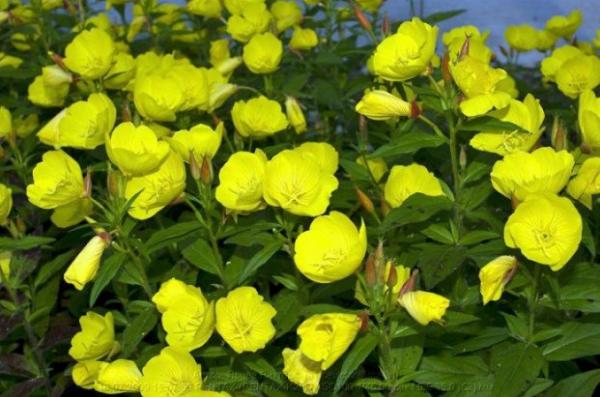 Молодость навсегда (масло энотеры с витамином Е) Швейцария