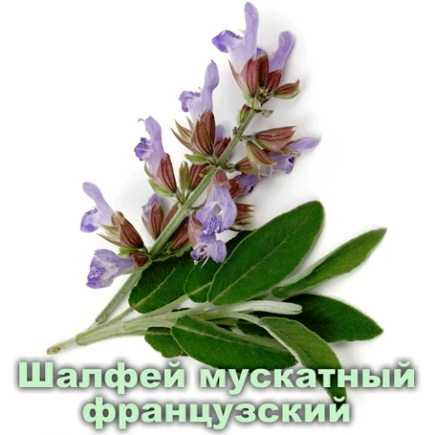 Эфирное масло Шалфея французского Vivasan, Швейцария