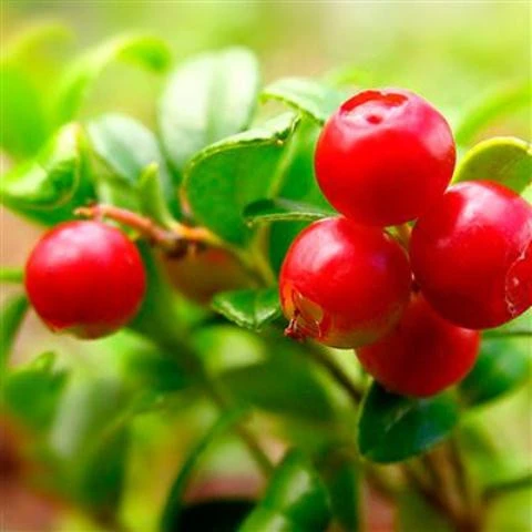 Сироп Красная ягода Vivasan, Вивасан, Швейцария