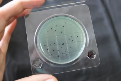 Petritest na opredelenie Salmonelli