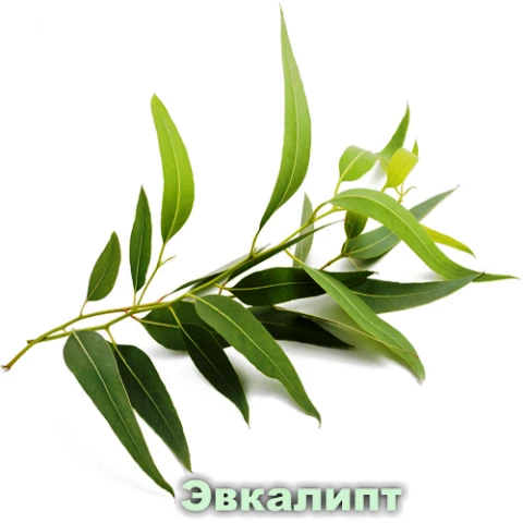 Эфирное масло эвкалипт Vivasan, Вивасан, Швейцария