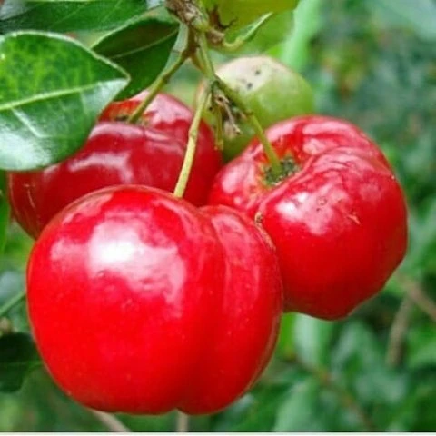 Acerola (s vitamini bilan tropik gilos) Vivasan, Shveytsariya