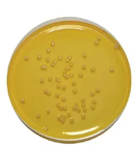 Petritest na opredelenie Stafilokokka