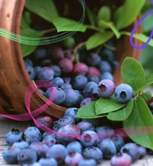 Напиток Черника витал Vivasan, Вивасан, Швейцария