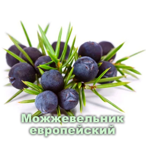 Efirnoe maslo Mojjevelnika Vivasan, Shveysariya