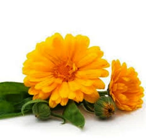 Emulsiya Kalendula plyus Avokado, Vivasan, Shveysariya