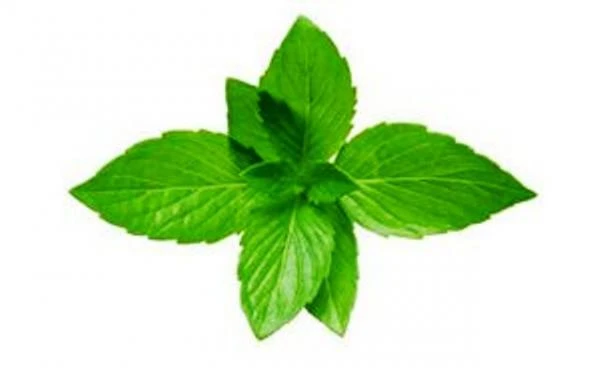 Krem «Okopnik» Swiss Nahrin, Shveysariya