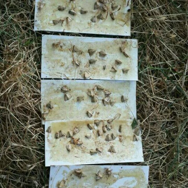 Феромон туткичлар