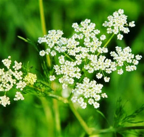 Эфирное масло Тмина Vivasan, Швейцария