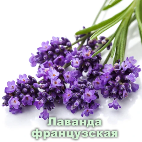 Lavanda efir moyi frantsuz Vivasan, Shveytsariya