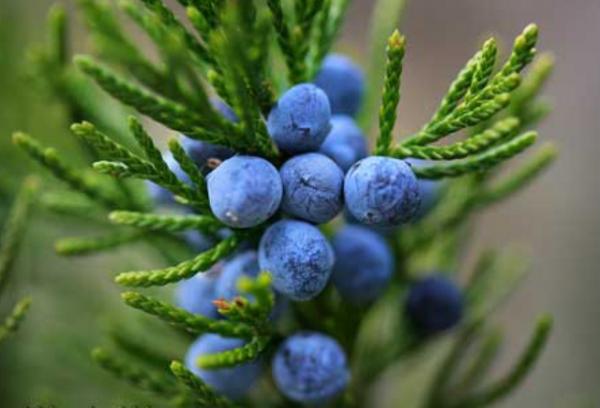 Krem Mojjevelnik, Vivasan, Shveysariya